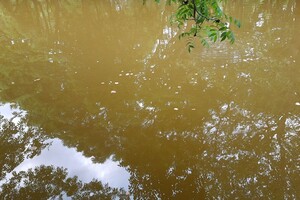 Стыдно: пруд в одесском парке Победы превратился в грязное болото фото 4
