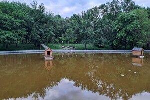 Стыдно: пруд в одесском парке Победы превратился в грязное болото фото 1