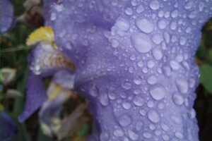 С ливнями и радугой: смотри, как одесситы встретили дождливое лето фото