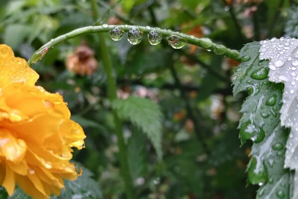 С ливнями и радугой: смотри, как одесситы встретили дождливое лето фото 2