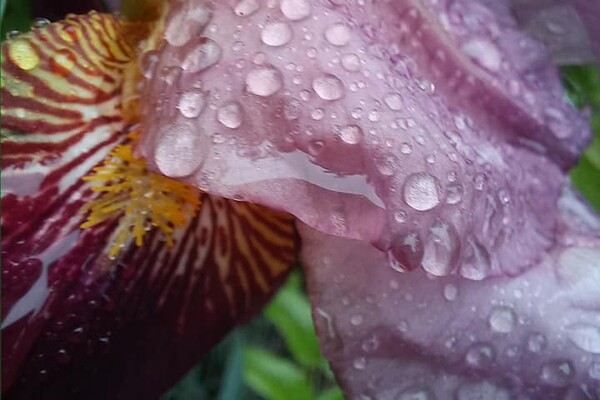 С ливнями и радугой: смотри, как одесситы встретили дождливое лето фото 4