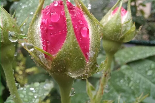 С ливнями и радугой: смотри, как одесситы встретили дождливое лето фото 5