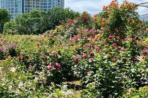 Полюбуйся: в Одесском ботаническом саду началось цветение роз фото