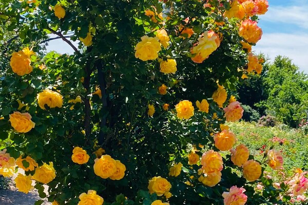 Полюбуйся: в Одесском ботаническом саду началось цветение роз фото 1