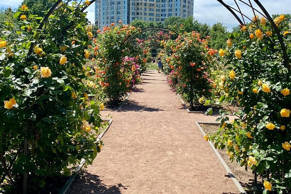Полюбуйся: в Одесском ботаническом саду началось цветение роз фото 2