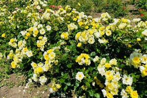 Полюбуйся: в Одесском ботаническом саду началось цветение роз фото 3