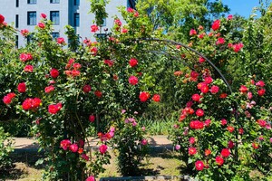Полюбуйся: в Одесском ботаническом саду началось цветение роз фото 4