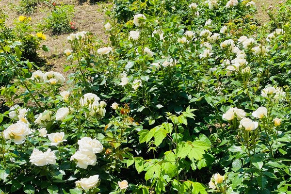 Полюбуйся: в Одесском ботаническом саду началось цветение роз фото 5