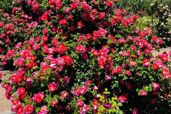 Полюбуйся: в Одесском ботаническом саду началось цветение роз фото 6