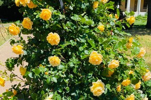Полюбуйся: в Одесском ботаническом саду началось цветение роз фото 7