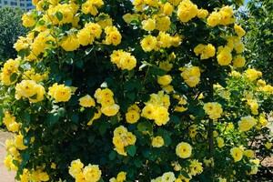 Полюбуйся: в Одесском ботаническом саду началось цветение роз фото 8