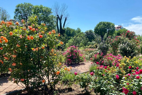 Полюбуйся: в Одесском ботаническом саду началось цветение роз фото 9