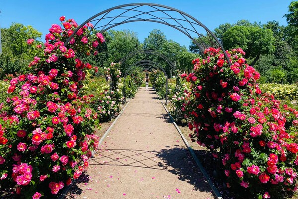 Полюбуйся: в Одесском ботаническом саду началось цветение роз фото 10