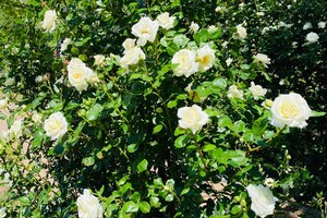 Полюбуйся: в Одесском ботаническом саду началось цветение роз фото 11