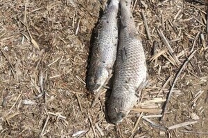 Сотни карасей, пиленгасов и бычков: на Хаджибейском лимане погибла рыба фото 1