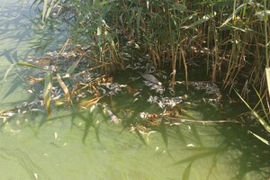 Сотни карасей, пиленгасов и бычков: на Хаджибейском лимане погибла рыба фото 2