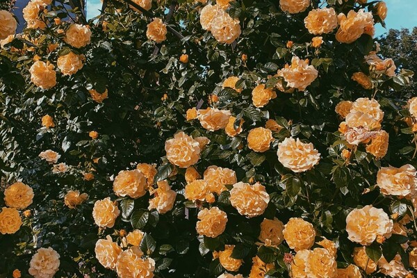 Успей посмотреть: в Одесском ботаническом саду продолжают цвести розы фото