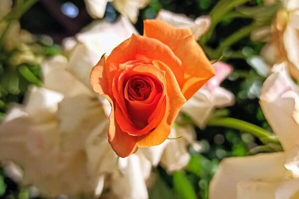 Успей посмотреть: в Одесском ботаническом саду продолжают цвести розы фото 2