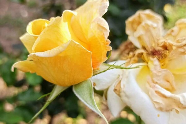 Успей посмотреть: в Одесском ботаническом саду продолжают цвести розы фото 3