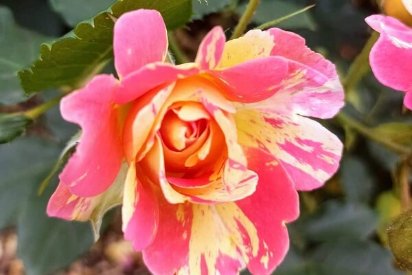 Успей посмотреть: в Одесском ботаническом саду продолжают цвести розы фото 4