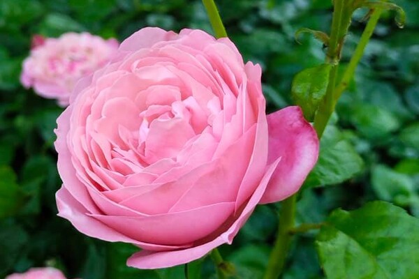 Успей посмотреть: в Одесском ботаническом саду продолжают цвести розы фото 5