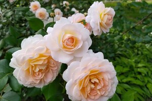 Успей посмотреть: в Одесском ботаническом саду продолжают цвести розы фото 6