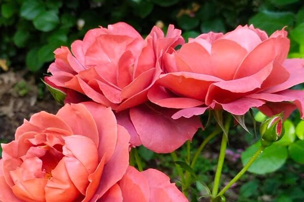 Успей посмотреть: в Одесском ботаническом саду продолжают цвести розы фото 7