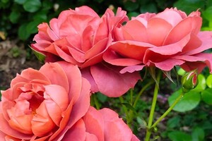 Успей посмотреть: в Одесском ботаническом саду продолжают цвести розы фото 7