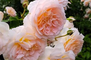 Успей посмотреть: в Одесском ботаническом саду продолжают цвести розы фото 8