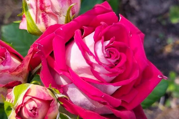 Успей посмотреть: в Одесском ботаническом саду продолжают цвести розы фото 9