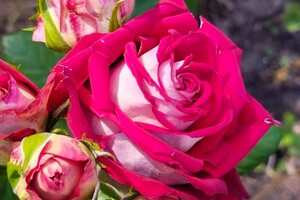 Успей посмотреть: в Одесском ботаническом саду продолжают цвести розы фото 9