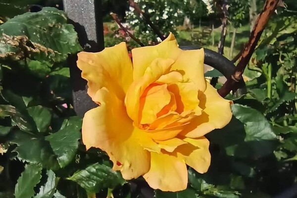 Успей посмотреть: в Одесском ботаническом саду продолжают цвести розы фото 10