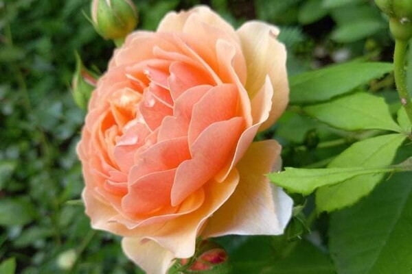 Успей посмотреть: в Одесском ботаническом саду продолжают цвести розы фото 11