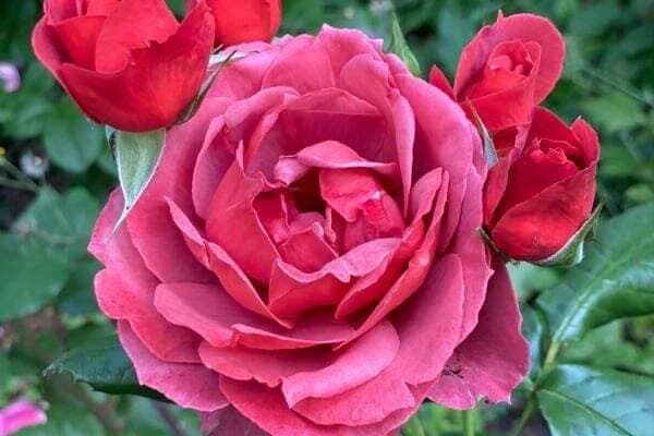 Успей посмотреть: в Одесском ботаническом саду продолжают цвести розы фото 12