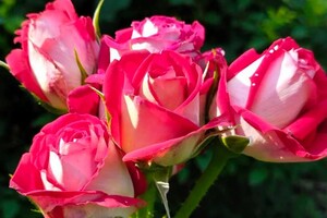 Успей посмотреть: в Одесском ботаническом саду продолжают цвести розы фото 13