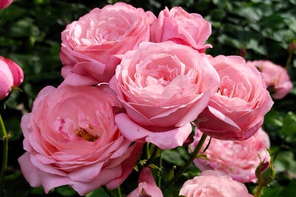 Успей посмотреть: в Одесском ботаническом саду продолжают цвести розы фото 14