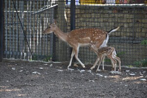 Добрые новости: в Одесском зоопарке у лани родились малыши фото