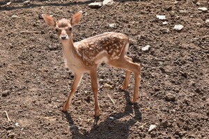 Добрые новости: в Одесском зоопарке у лани родились малыши фото 1