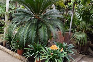 Полюбуйся экзотикой: в Одессе расцвели тропические растения фото 8