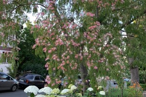 В Одессе расцвело исчезающее дерево: где сделать красивые фото фото 5