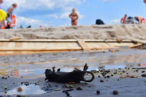 Отдых в грязи и с мертвыми крысами: как выглядит пляж Аркадии после ливня  фото