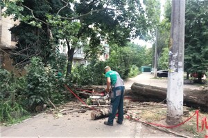 Последствия непогоды: сколько деревьев упали в Одессе и как ликвидируют ЧП фото 8