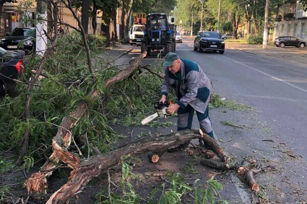 Последствия непогоды: сколько деревьев упали в Одессе и как ликвидируют ЧП фото 9