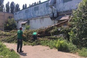 Последствия непогоды: сколько деревьев упали в Одессе и как ликвидируют ЧП фото 10