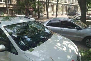 Подул ветерок: в центре Одессы массивная ветка раздавила два авто фото