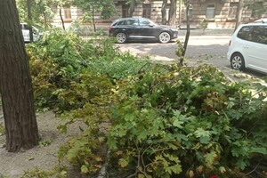 Подул ветерок: в центре Одессы массивная ветка раздавила два авто фото 1