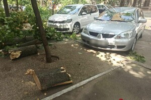 Подул ветерок: в центре Одессы массивная ветка раздавила два авто фото 2