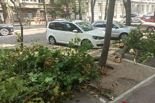 Подул ветерок: в центре Одессы массивная ветка раздавила два авто фото 3