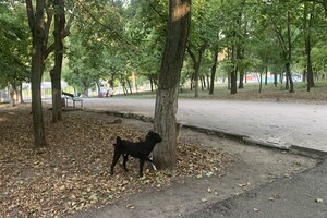 Иди смотреть: есть ли положительные изменения в Дюковском парке  фото 76