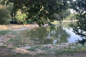 Иди смотреть: есть ли положительные изменения в Дюковском парке  фото 111